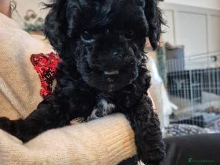 Miniature Poodle dogs All have been reserved! miniature poodle left - Advert 1