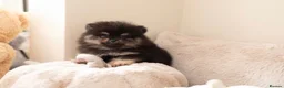 Pomeranian dogs for sale: Beautiful boys ready for their new homes  - Advert 8
