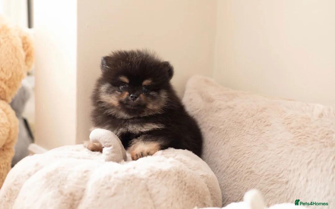 Pomeranian dogs for sale: Beautiful boys ready for their new homes  - Advert 8