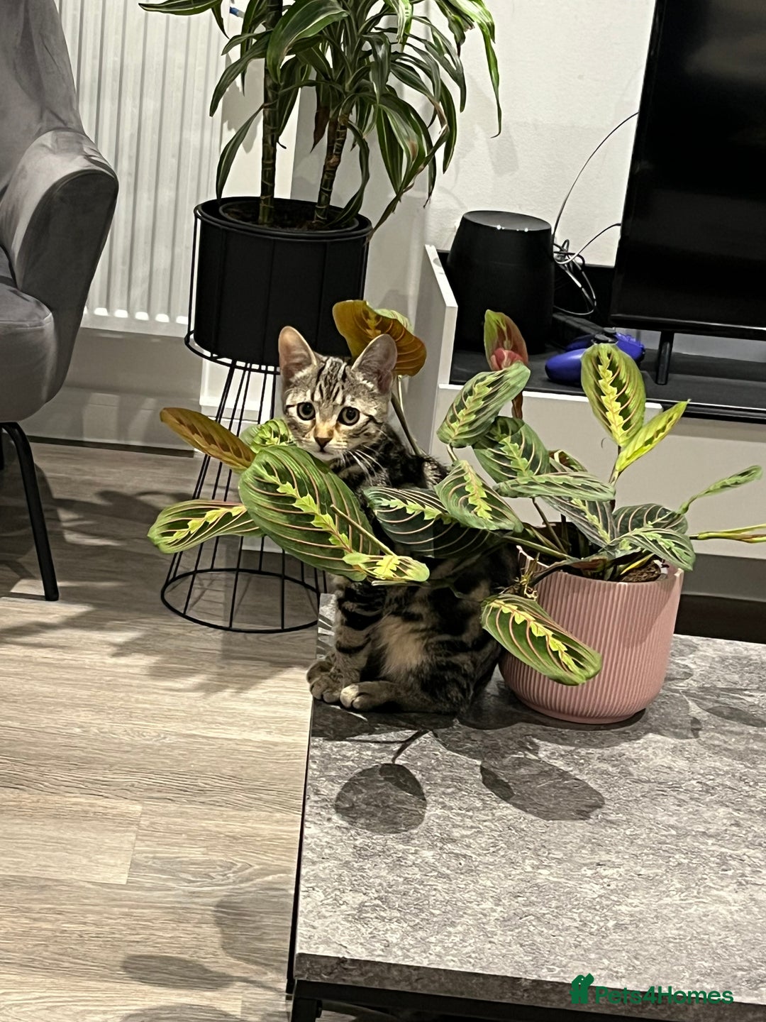 British Shorthair cats for sale: Bonded Sister Kittens for Rehoming - Advert 24