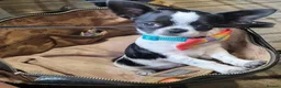Chihuahua dogs for sale: Beautiful unique chihuahuas  - Advert 8