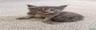 Maine coon kitten 1 (boy)
