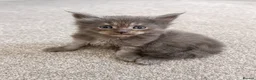 Maine Coon cats for sale: Maine Coon Kittens Russian & European Lines  - Advert 20