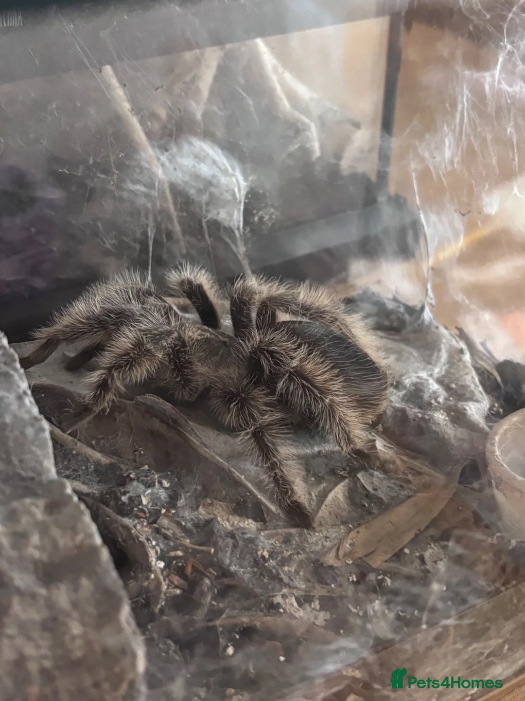 Spiders invertebrates for sale: Tarantulas for sale  in Stockton-on-Tees - Advert 2
