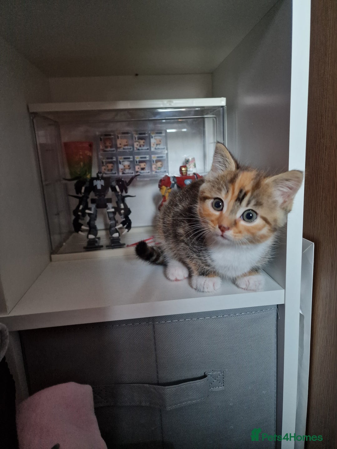 Mixed Breed cats for sale: Male and Female Cats - Image 9