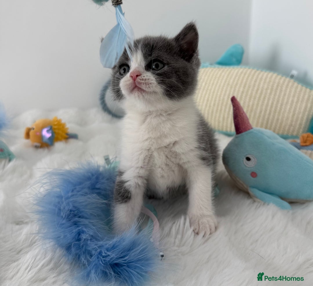 British Shorthair cats for sale: GCCF registered - blue bi-colour male - Image 5