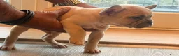 French Bulldog dogs for sale: ‼️FinalPriceDrop‼️Beautiful FrenchBulldog Puppies  - Advert 7