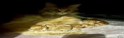 Maine Coon cats for sale: Beautiful Tica Maine Coon kittens - Advert 2