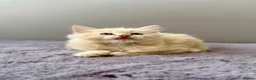 Ragdoll cats for sale: TICA registered cherubim ragdoll kittens - Advert 20