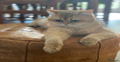 British Shorthair cats - Advert 15