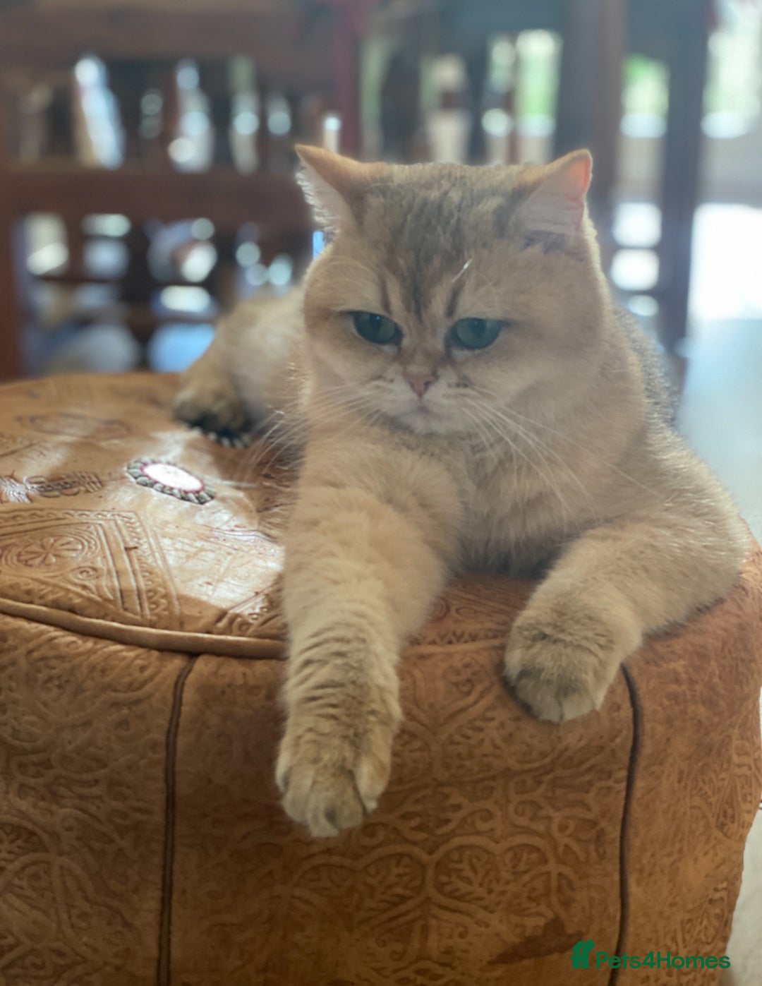 British Shorthair cats for sale: Adorable British Shorthair girl  - Image 3