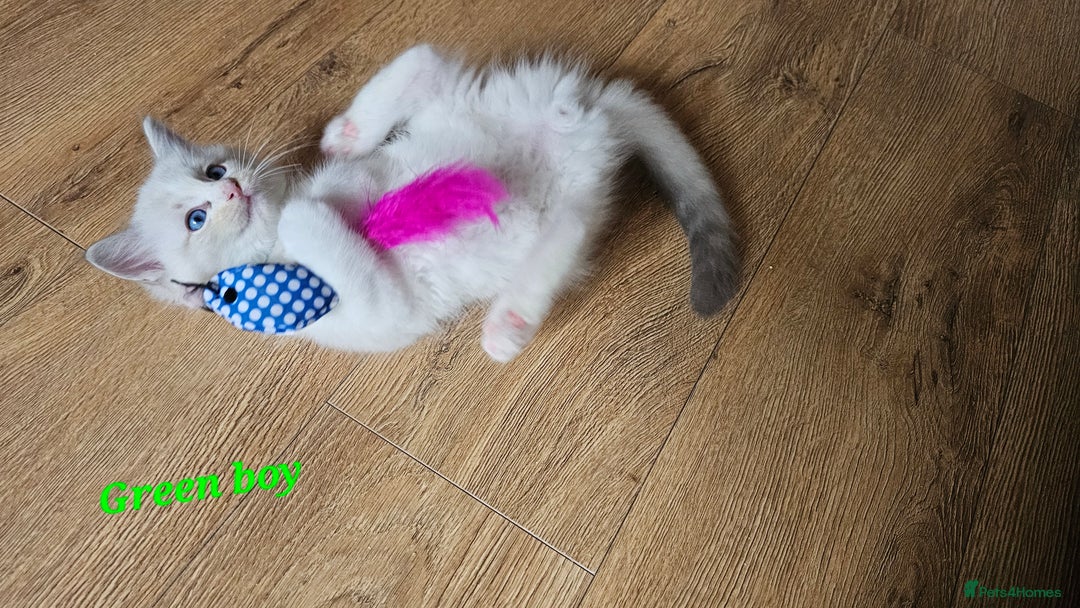 Ragdoll cats for sale: 2 Boys left Gccf £950 Ragdolls  - Image 15