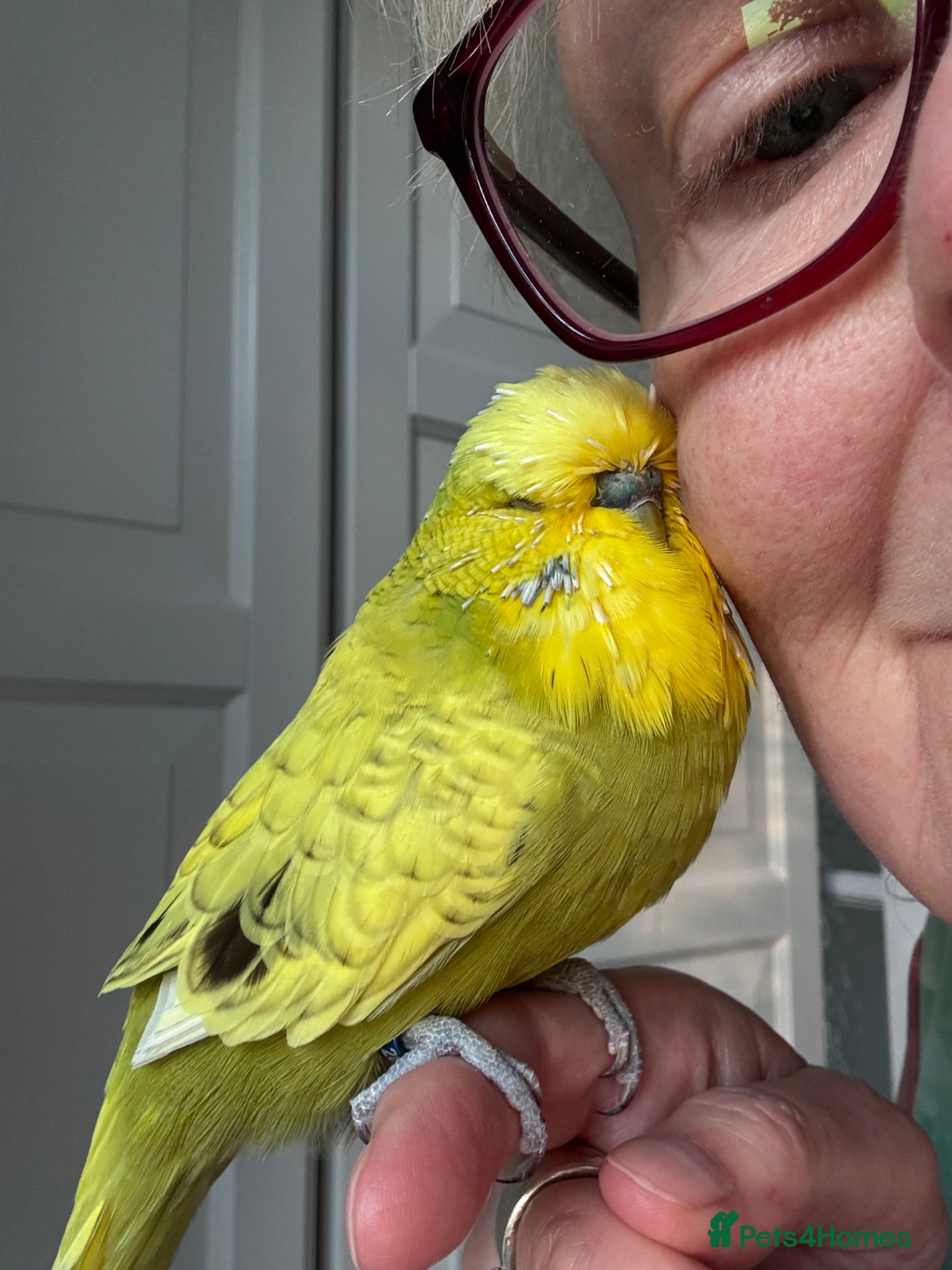 Budgerigars birds Super Tame Beautiful Exhibition Budgie - Advert 3