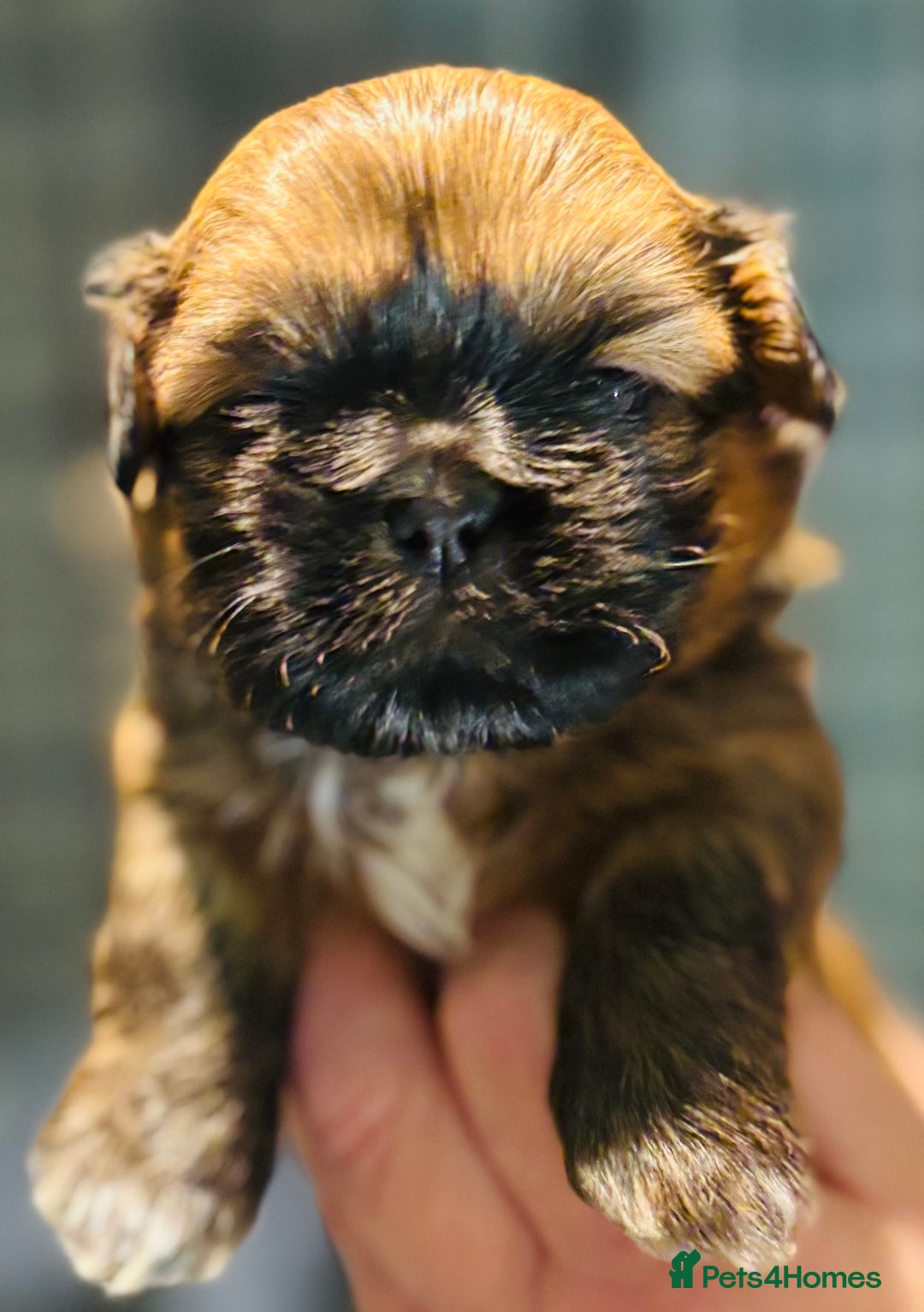 Shih Tzu dogs for sale: Beautiful shih tzu babies  - Advert 20