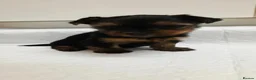 Yorkshire Terrier dogs for sale: Beautiful Yorkshire Terrier  - Advert 3