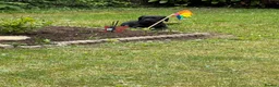 Labrador Retriever dogs for sale: Boy Labrador  in Ross-on-Wye - Advert 2