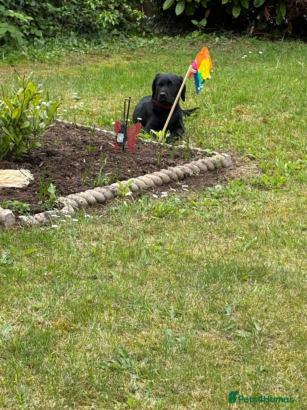 Labrador Retriever dogs for sale: Boy Labrador  in Ross-on-Wye - Advert 2