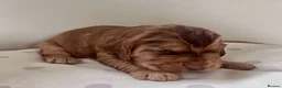 Cocker Spaniel dogs for sale: Gorgeous KC Reg Show Cocker Spaniels in Lancaster - Advert 20