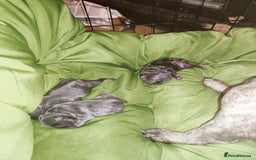 French Bulldog dogs for sale: French bulldog puppies  - Image 7