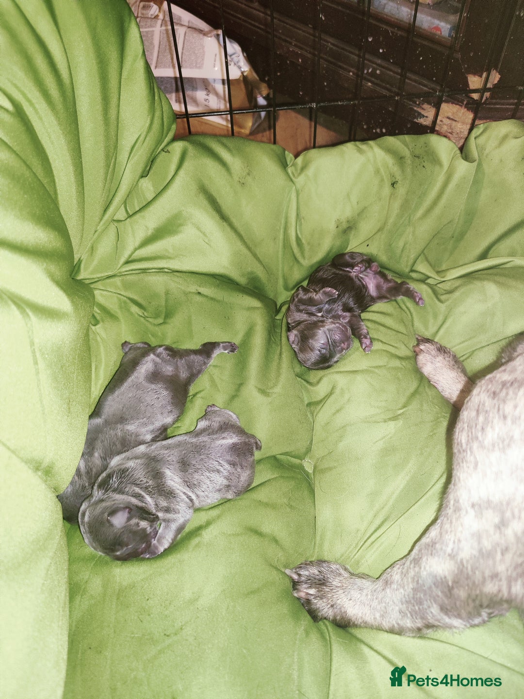 French Bulldog dogs for sale: French bulldog puppies  - Image 7
