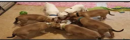 Bull Terrier dogs for stud: Stud English Bull Terrier  - Advert 13