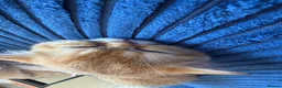 British Shorthair cats for sale: 🐾 Beautiful British Shorthair Golden Kittens 🐾 - Advert 12