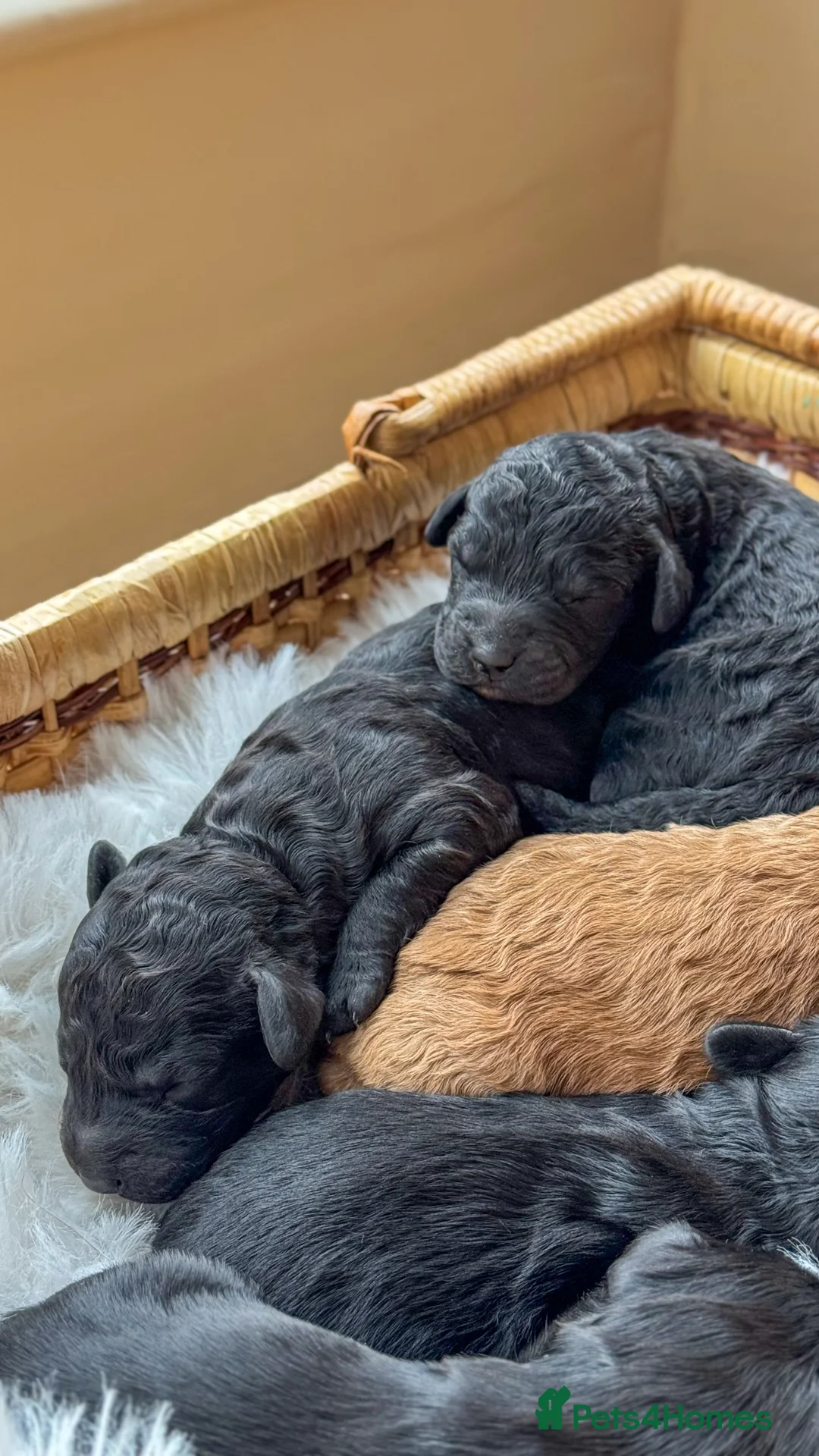 Australian Labradoodle dogs for sale: Five Australian Labradoodle puppies - Advert 6