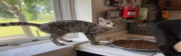 Bengal cats for sale: Stunning Silver Tabby Bengal - Advert 6