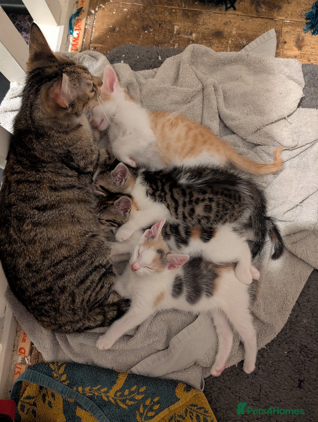 Mixed Breed cats for sale: Re available* ginger male for sale  - Advert 2