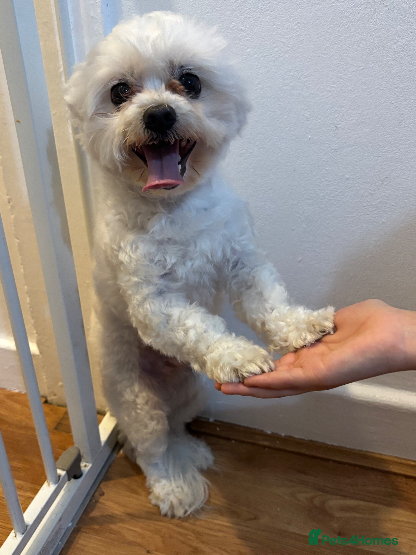 Maltese dogs for sale: Male  - Advert 19