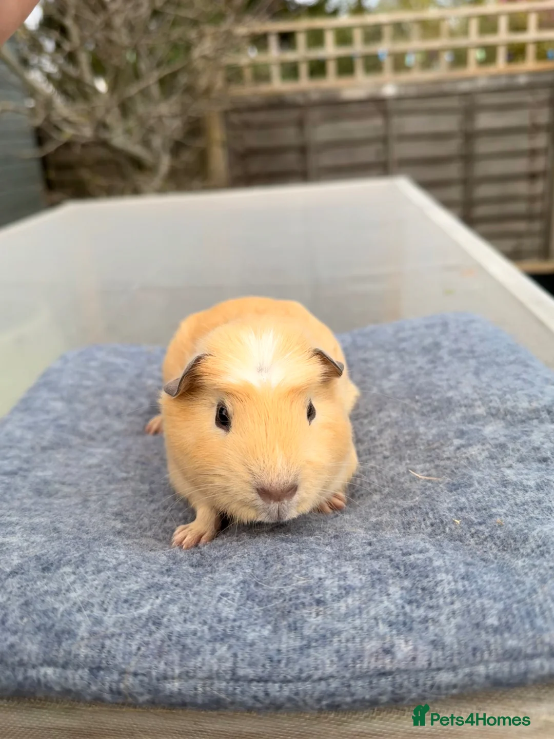 Guinea Pig rodents for sale: Male guinea pig  in Wimborne - Advert 2