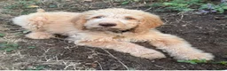 Goldendoodle dogs for sale: medium golden doodles  waiting list expected july  - Advert 12