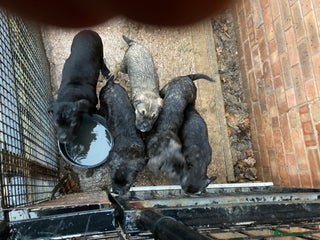 Cane Corso dogs Cane corso - Advert 1