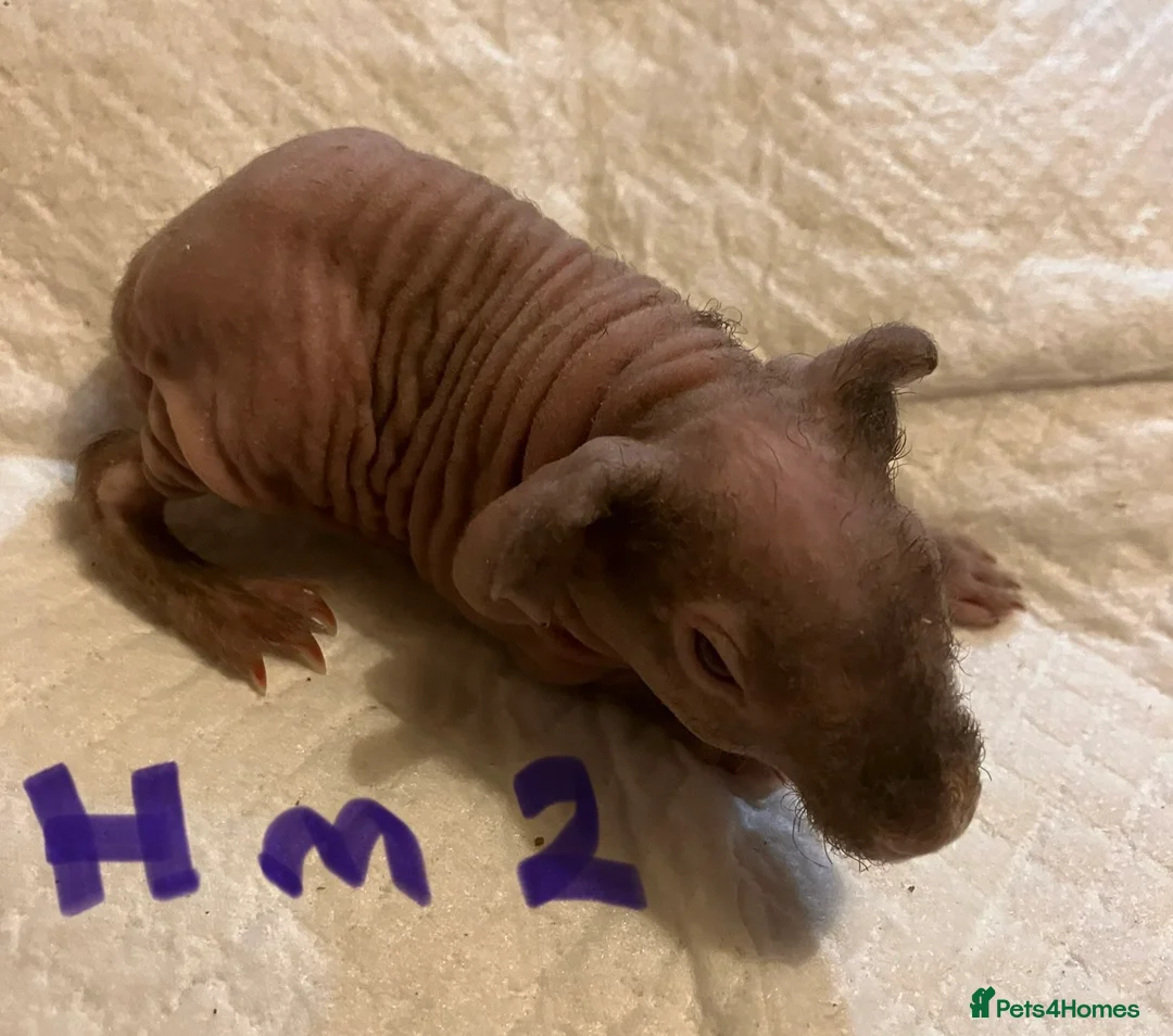 Guinea Pig rodents for sale: Well handled skinny pigs.  - Advert 5