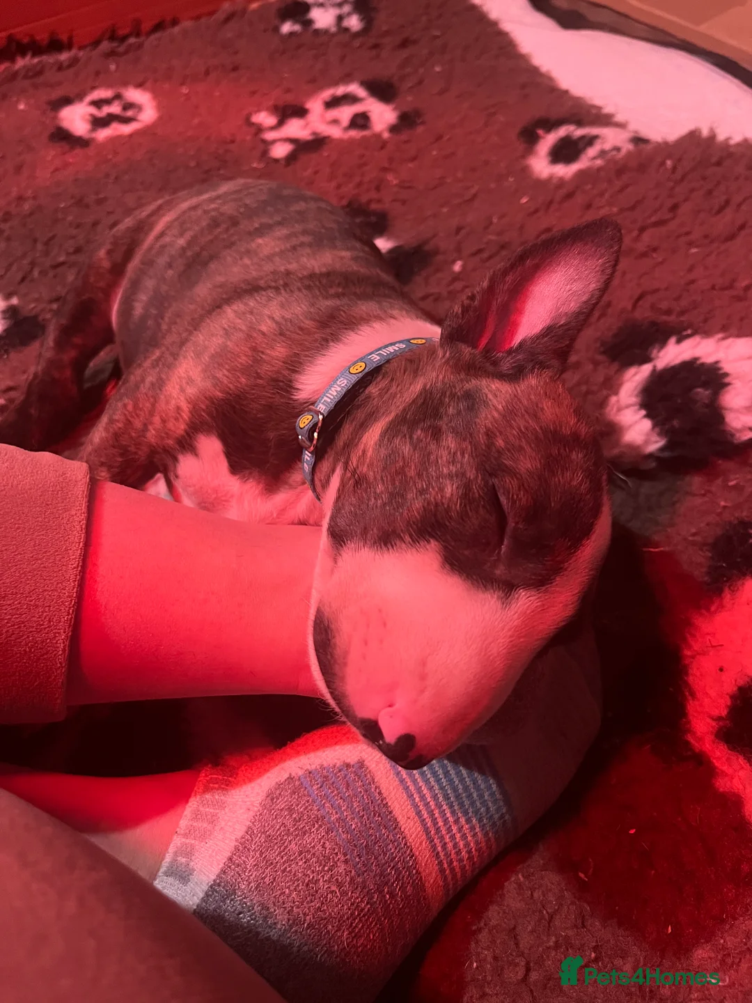 Bull Terrier dogs for sale: Bull terrier standard. KC registered. BOY - Advert 8