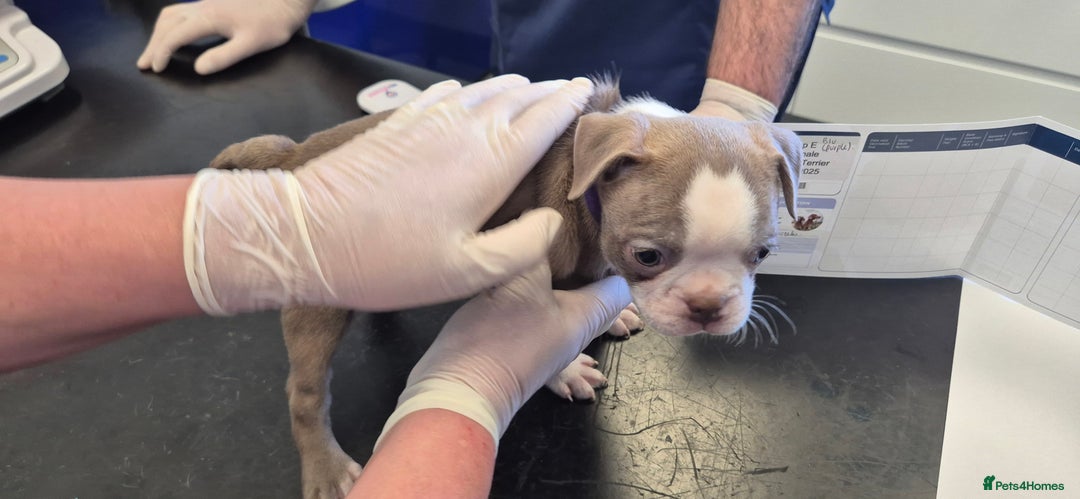 Boston Terrier dogs for sale: KC Reg female Boston Terrier Puppy  in Bristol - Image 14