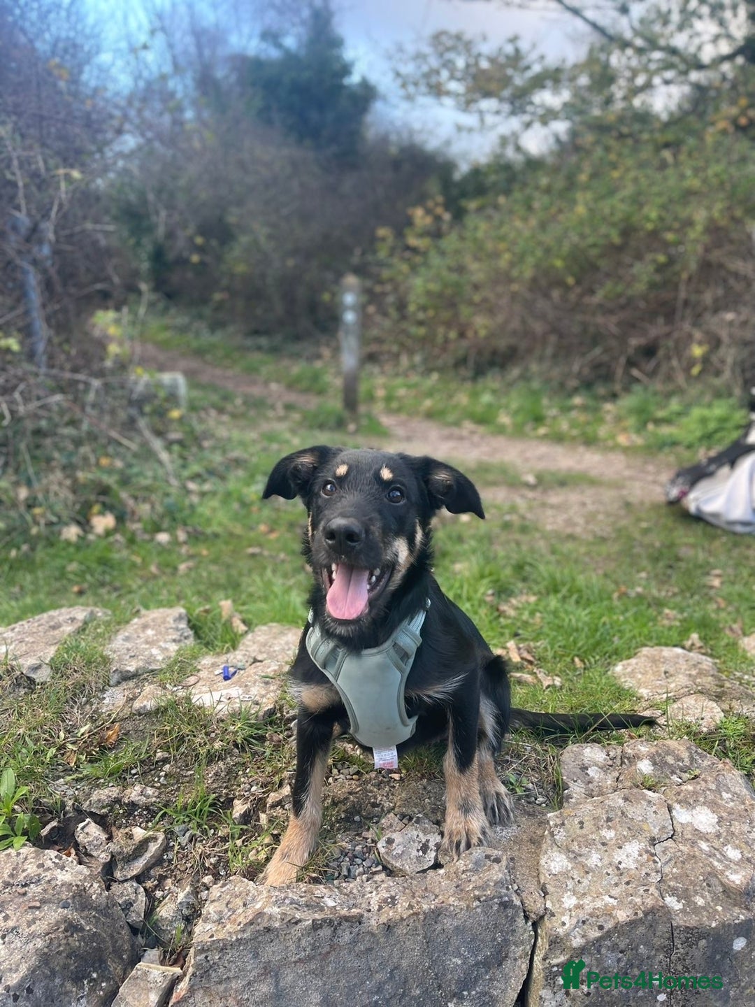 Huntaway dogs for sale: Huntaway dog for sale  - Advert 1