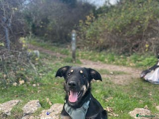 Huntaway dogs Huntaway dog for sale - Advert 4