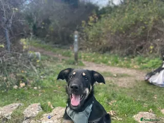 Huntaway dogs Huntaway dog for sale - Advert 2