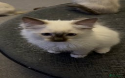 Ragdoll cats for sale: Sapphire's Ragdolls - Image 32