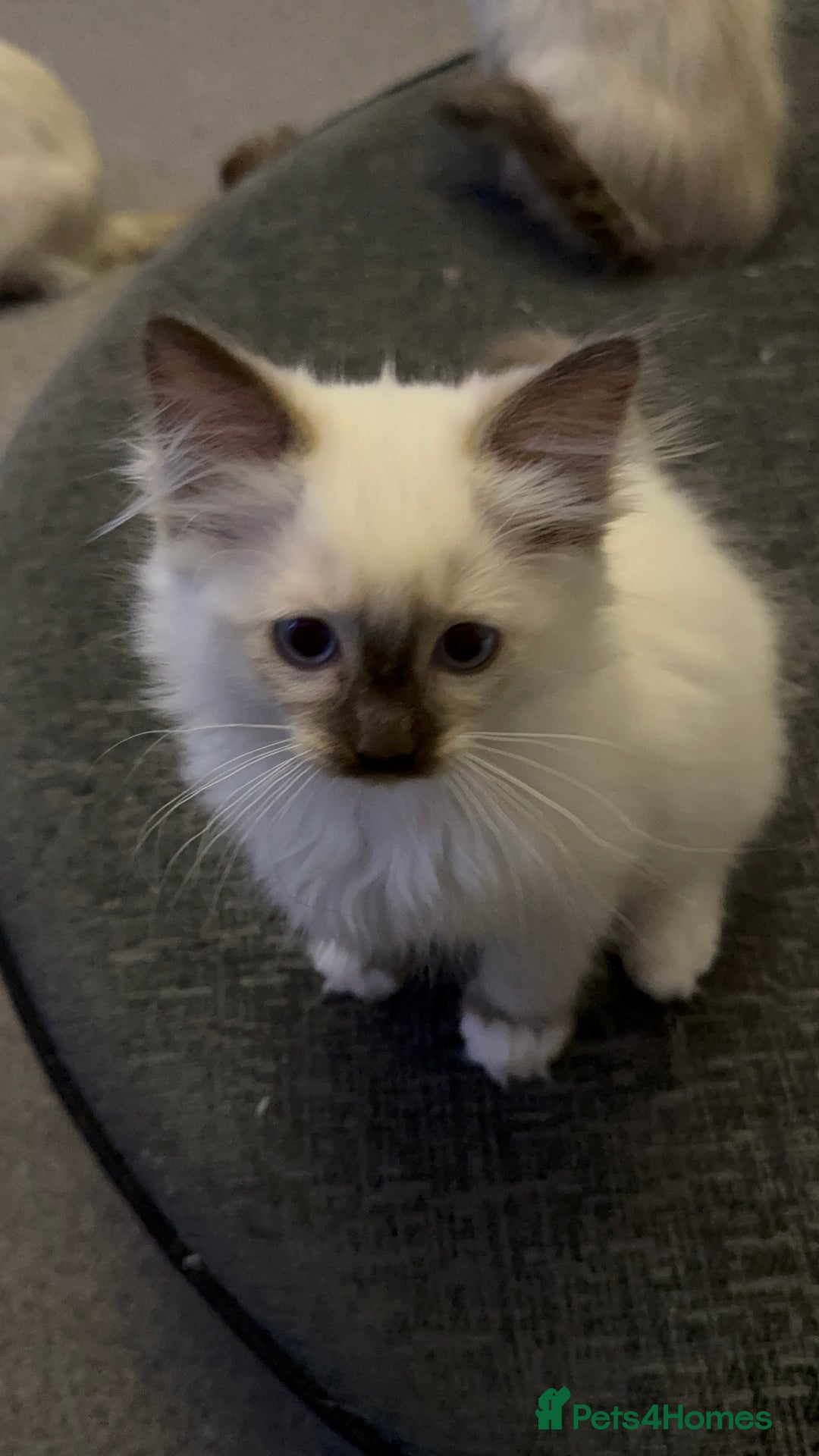 Ragdoll cats for sale: Sapphire's Ragdolls - Image 32