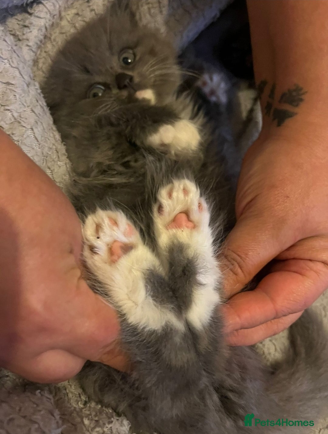 British Longhair cats for sale: British longhair mix fluffy kittens  - Advert 5