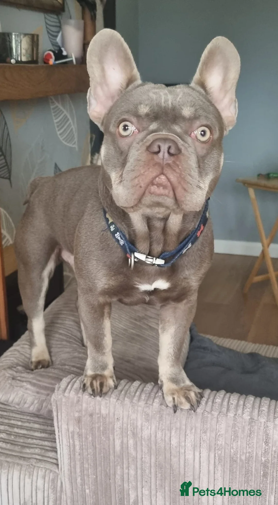 French Bulldog dogs for stud: Isabella and tan health tested french bulldog stud in Lincoln - Advert 6