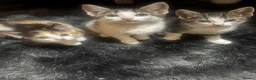 Mixed Breed cats for sale: kittens for sale (open to offers) in Barking - Advert 4