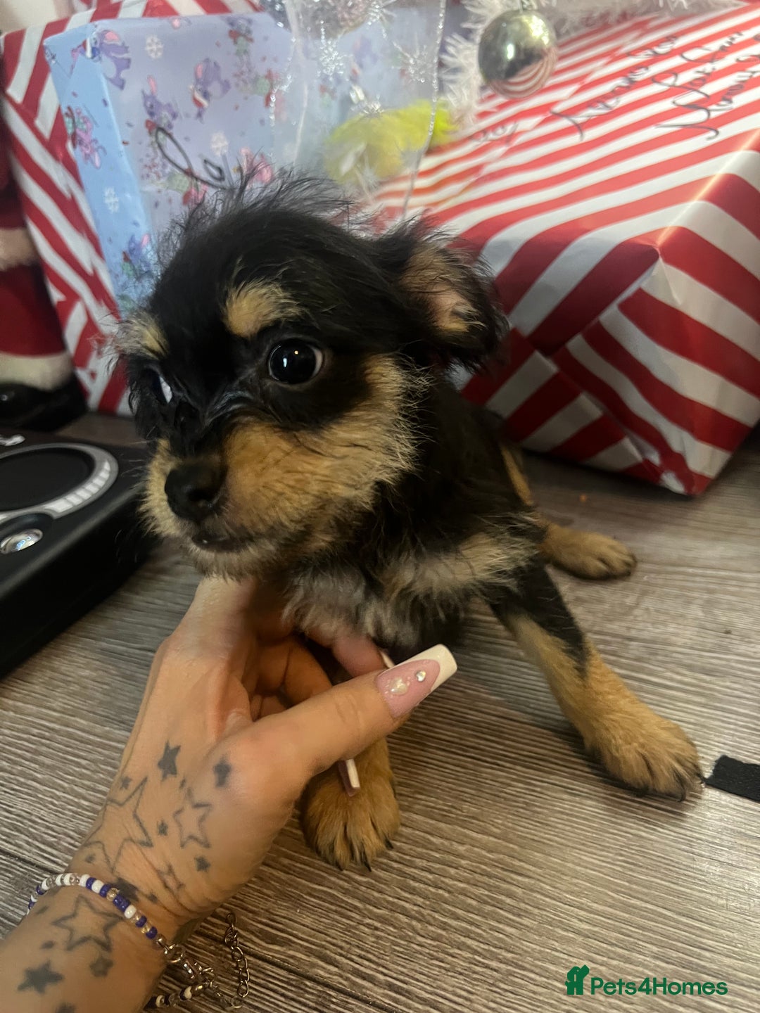 Mixed Breed dogs for sale: Jackapoo frenchy - Advert 12