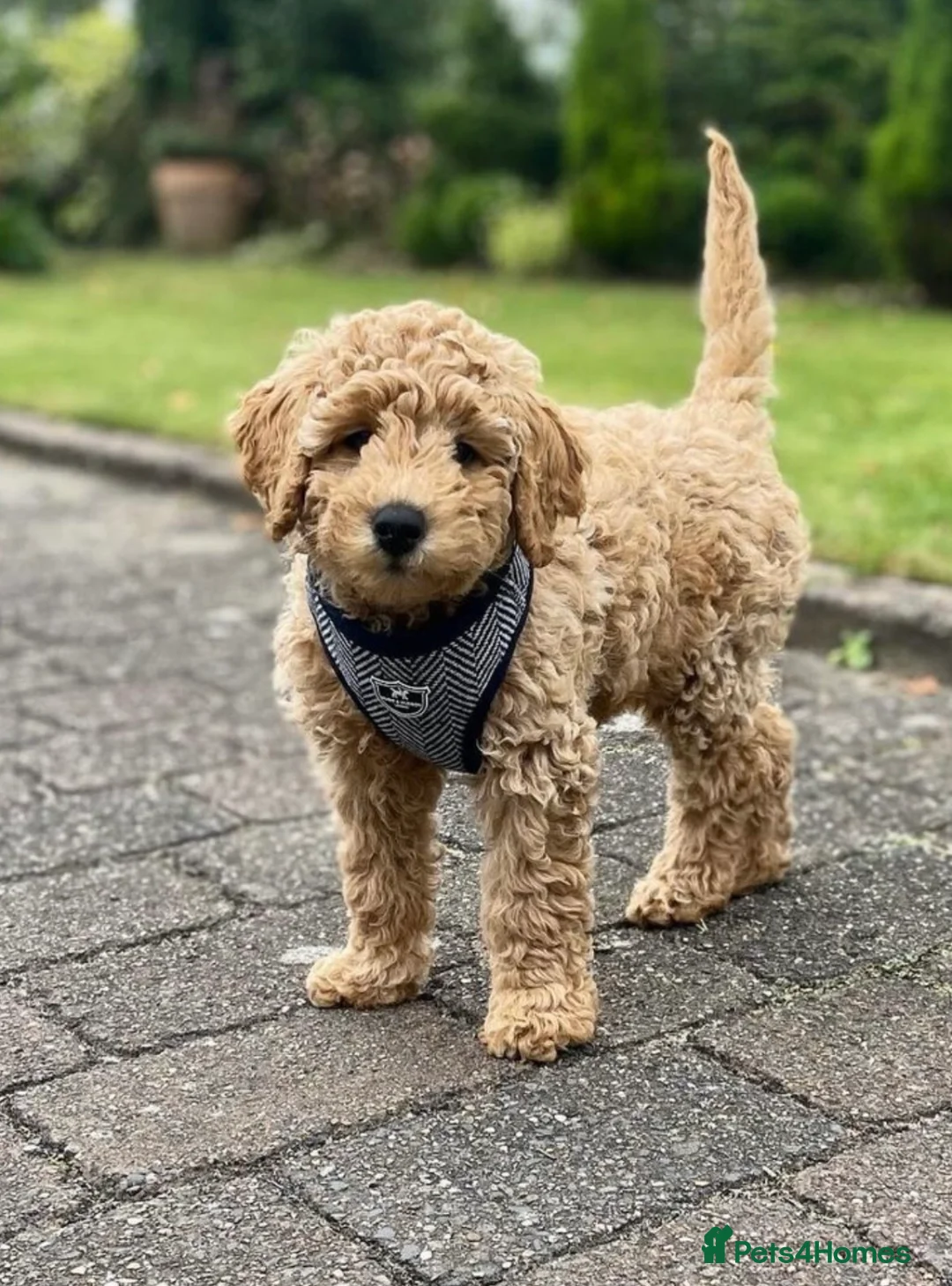 Labradoodle dogs for stud: Australian Labradoodle Stud (Health Tested) in Great Yarmouth - Advert 18