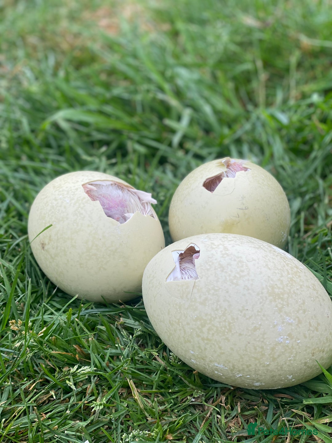 Mixed Breed livestock for sale: White Rhea Chicks & Hatching Rhea Eggs - Image 9
