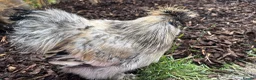 Chickens poultry for sale: Silkie Rooster  - Advert 2