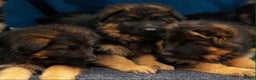 German Shepherd dogs for sale: KC. German shepherd puppies - Advert 8