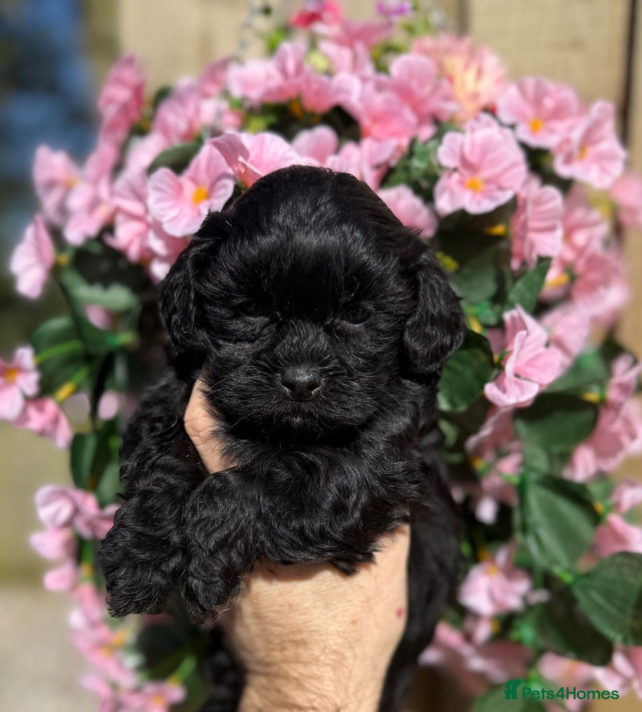 Shihpoo dogs 🧡💛🧡Stunning F1 Shihpoo Puppies💛🧡💛 - Advert 1
